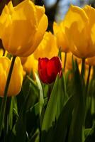 un' rosso tulipano nel il giallo tulipano campo. diversità concetto foto. foto