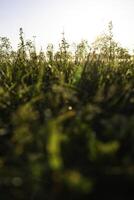 colture o erbe a partire dal terra livello. sfocato erbe. natura sfondo foto