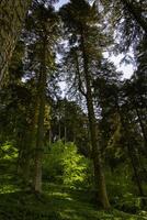 foresta sfondo. alto alberi nel lussureggiante foresta. carbonio neutralità concetto foto