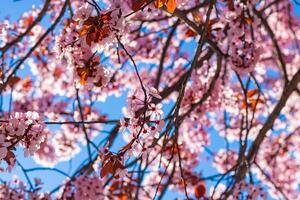 primavera fiorire concetto foto. rosa fiori su il albero nel messa a fuoco foto