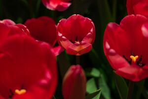 rosso tulipani a partire dal sopra. primavera fiori sfondo foto