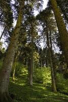 alto alberi nel il foresta. largo angolo Visualizza di alto alberi nel verticale foto. foto