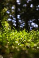 sfocato erbe a partire dal terra livello. natura o ambiente o carbonio netto zero foto