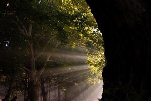 i raggi del sole nel nebbioso foresta a tramonto. natura sfondo foto