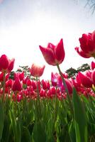 rosa tulipani e luce del sole. primavera fiorire verticale sfondo foto