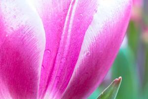 rosa tulipano petali nel messa a fuoco. primavera fiori concetto foto