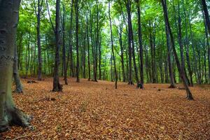foresta nel il autunno o autunno Visualizza. verde alberi e caduto le foglie foto
