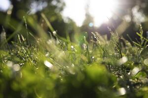 sfocato sfocato erbe o natura sfondo foto. carbonio netto zero concetto foto