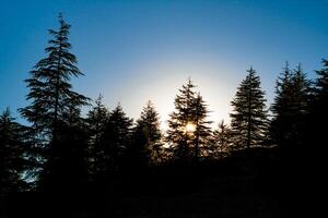 paesaggio di il foresta a tramonto o Alba. silhouette di pino alberi foto