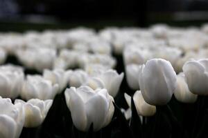 bianca tulipani. tulipano fiorire nel primavera sfondo foto. foto