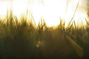 sfocato erbe o colture con luce del sole raggi a tramonto. natura sfondo foto