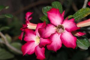 calachuchi o plumeria foto