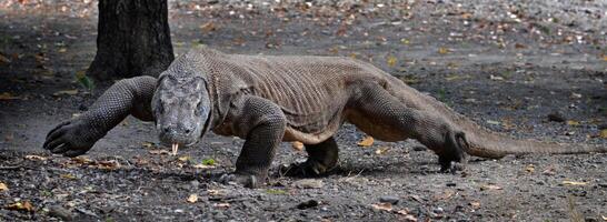 komodo Drago su spiaggia, komodo isola, est nusa tengara, Indonesia foto