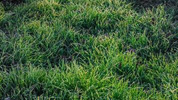 mattina verde erba con minuscolo brina brina sotto diretto sole leggero foto