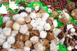 mucchio di muschio cervo ghiandole vendere a Kolkata ganga sagar mela transito campo foto