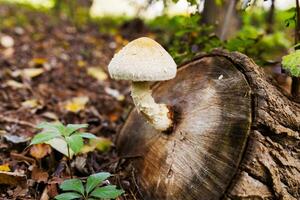 fungo su un' ceppo nel un' bellissimo autunno foresta. selvaggio fungo su il ceppo foto