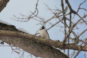 il poco chickadee foto