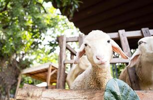 carino divertente poco agnello a azienda agricola. foto