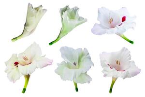 gladiolo fiore isolato su un' bianca sfondo, ritaglio sentiero incluso per facile selezione foto