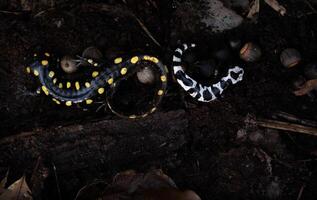 macchiato salamandra e marmorizzato salamandra, ambystoma foto