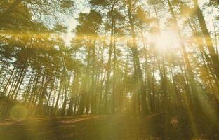 primavera soleggiato paesaggio nel un' pino foresta nel luminosa luce del sole. accogliente foresta spazio tra il pini, tratteggiata con caduto coni e conifero aghi foto