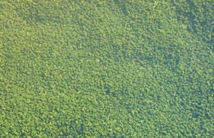 verde figure per biofiltrazione di acqua nel il acquario filtro o artificiale lago vicino su foto
