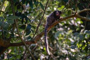 sagui scimmia nel il selvaggio, nel il campagna di sao paulo brasile. foto