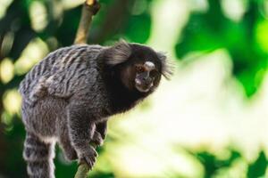 vicino su a partire dal un' sagui scimmia nel il selvaggio, nel il campagna di sao paulo brasile. foto