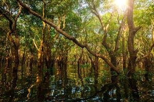 allagato alberi nel mangrovia pioggia foresta foto