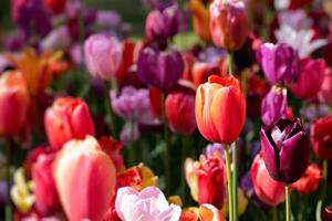 fioritura tulipani letto di fiori nel keukenhof fiore giardino, Olanda foto