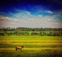 primavera estate verde campo scenario paesaggio con cavallo foto