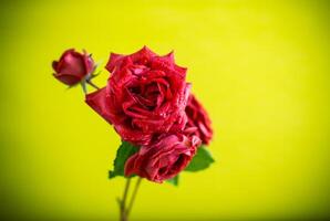 fiori di bellissimo fioritura rosso rosa su verde sfondo. foto