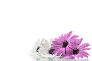 bellissimo bianca e viola osteospermum fiori su bianca sfondo foto