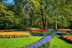 fioritura tulipani aiuole nel keukenhof fiore giardino, olandese foto