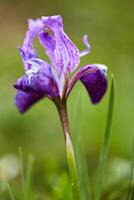 himalayano iris vicino su foto