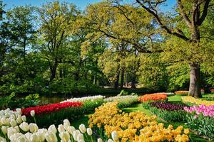 fioritura tulipani aiuole nel keukenhof fiore giardino, olandese foto