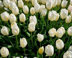 fioritura tulipani letto di fiori nel keukenhof fiore giardino, Olanda foto