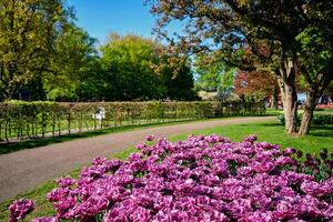 fioritura tulipani letto di fiori nel keukenhof fiore giardino, Olanda foto