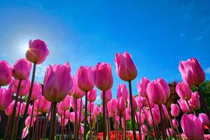 fioritura tulipani contro blu cielo Basso vantaggio punto foto