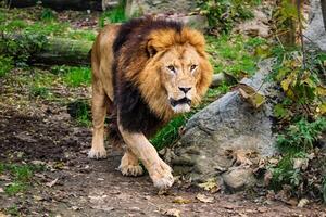 Leone nel giungla foresta nel natura foto