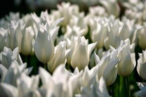 fioritura tulipani letto di fiori nel keukenhof fiore giardino, Olanda foto