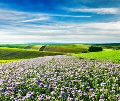 rotolamento i campi di moravia foto