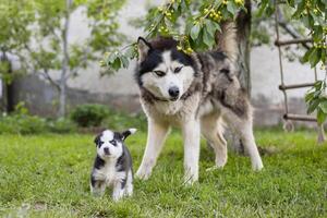 alaskan malamute e cucciolo nel giardino foto