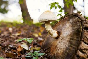 fungo su un' ceppo nel un' bellissimo autunno foresta. selvaggio fungo su il ceppo foto