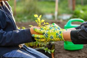 ragazzo aiuta il suo madre pianta piantina mentre Lavorando insieme nel il giardino foto