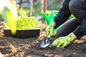 femmina contadino mani piantare per suolo piantina nel il verdura giardino foto