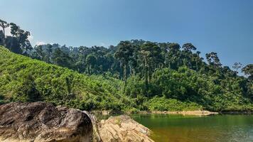 sereno tropicale foresta pluviale fiume paesaggio sfondo foto