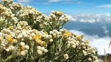 bianca fiori di stella alpina elicriso arenario nel il montagna. foto