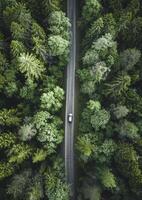 ai generato aereo Visualizza di auto viaggi attraverso il calma foresta strada foto