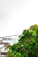 bellissimo verde le foglie blu cielo natura sfondo. foto